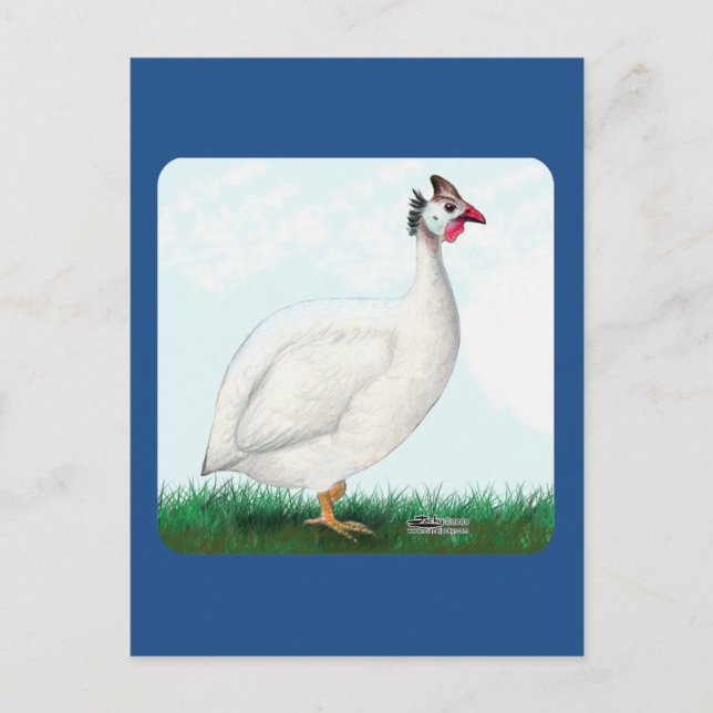 Guinea White Postkarte (Vorderseite)