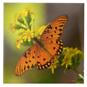 Gulf-Fritillarie oder Passionsfalter auf Goldrute Fliese