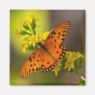 Gulf-Fritillarie oder Passionsfalter auf Goldrute Magnet