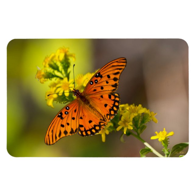 Gulf-Fritillarie oder Passionsfalter auf Goldrute Magnet (Horizontal)