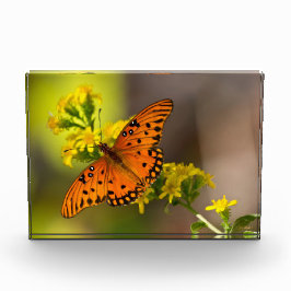 Gulf Fritillary aka Passion Butterfly on Goldenrod Fotoblock