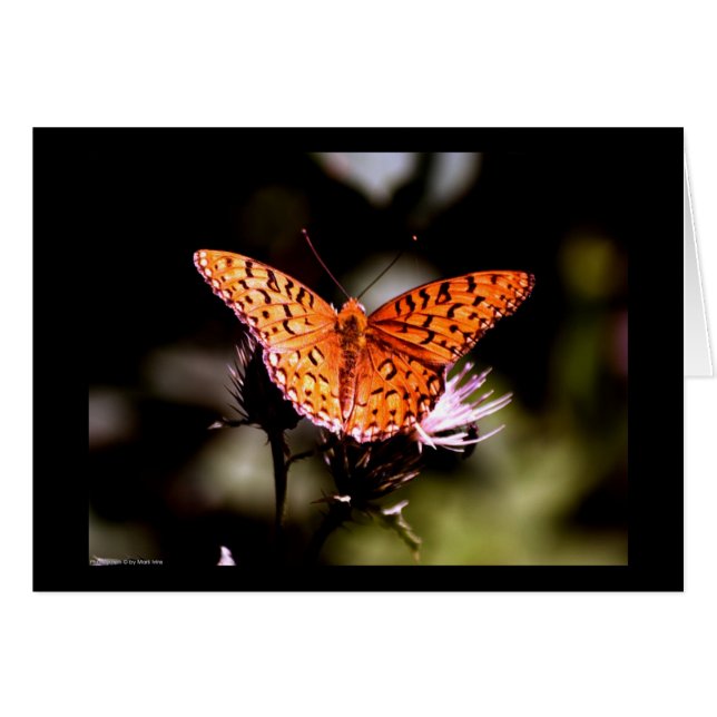 Gulf Fritillary Butterfly (Vorderseite (Horizontal))