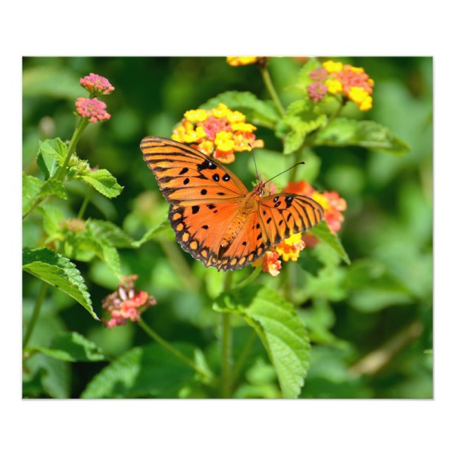 Gulf Fritillary Butterfly Fotodruck (Vorne)