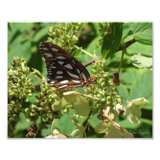Gulf Fritillary Butterfly Fotodruck