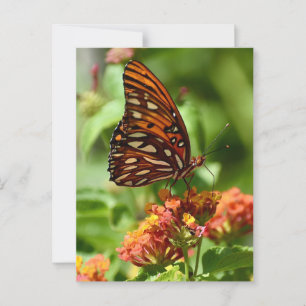 Gulf Fritillary Butterfly Postcard Postkarte