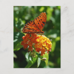Gulf Fritillary Butterfly Postcard Postkarte