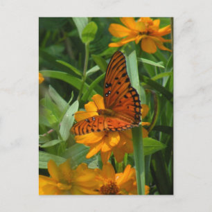 Gulf Fritillary Butterfly Postcard Postkarte