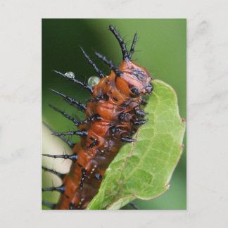 Gulf Fritillary Butterfly Raupe Postcard Postkarte