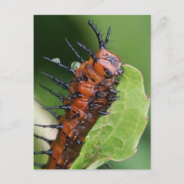 Gulf Fritillary Butterfly Raupe Postcard Postkarte (Vorderseite)