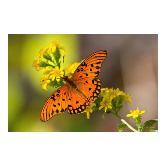 Gulf-Fritillary oder Passionsfalter auf Goldrute Fotodruck (Vorne)