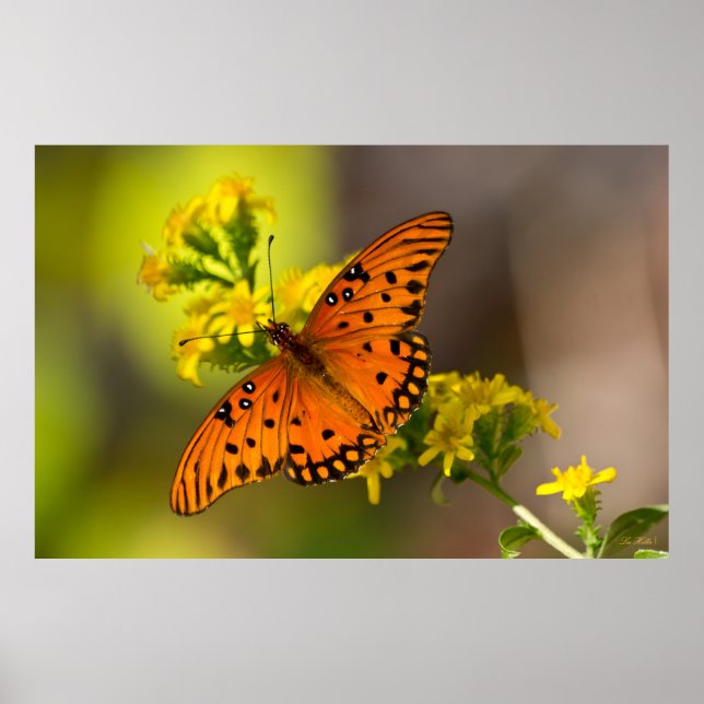 Gulf-Fritillary oder Passionsfalter auf Goldrute Poster (Vorne)