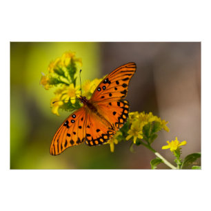 Gulf-Fritillary oder Passionsfalter auf Goldrute Poster