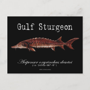 Gulf Sturgeon-Black-Postcard Postkarte