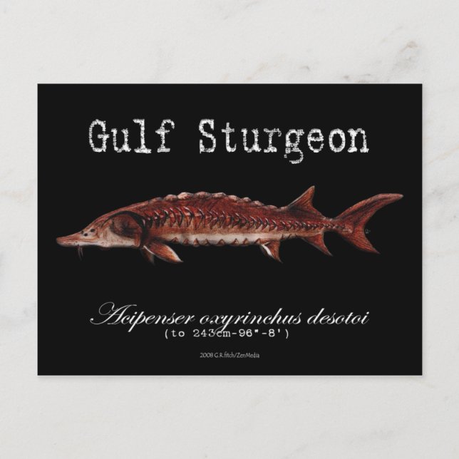 Gulf Sturgeon-Black-Postcard Postkarte (Vorderseite)