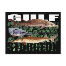 Gulf Sturgeon-Collage-Postcard