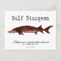 Gulf-White-Postcard