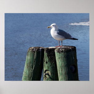 Gull auf Pilings Poster
