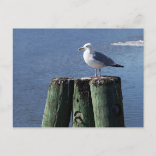 Gull auf Pilings Postkarte