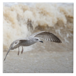 Gull Bird Flying Fliese
