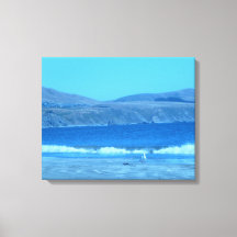 Gull in Doran