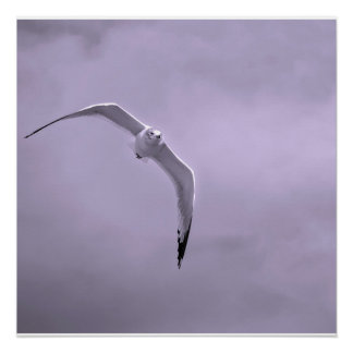 Gull in flight black and white poster