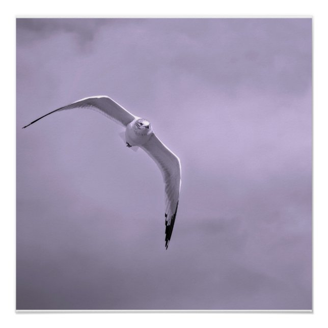 Gull in flight black and white poster (Vorderseite)