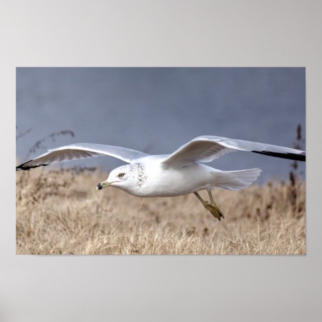 Gull in Flight Poster (Vorne)