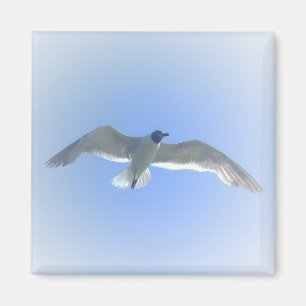 Gull in Flug 2 Magnet