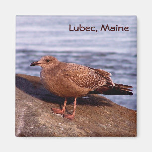 Gull in Lubec, Maine Magnet