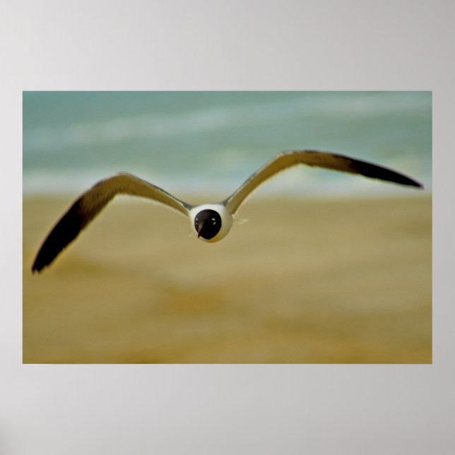 Gull kommt auf mich zu poster (Vorne)