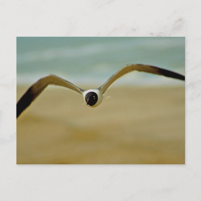 Gull kommt auf mich zu postkarte (Vorderseite)