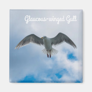 Gull Magnet