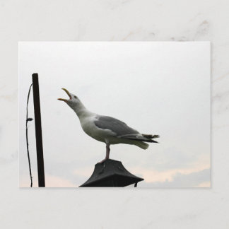 Gull of CT Postkarte