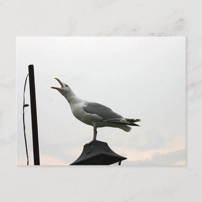 Gull of CT Postkarte (Vorderseite)