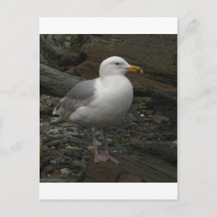 Gull on the Rocks Postkarte