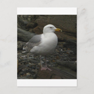Gull on the Rocks Postkarte