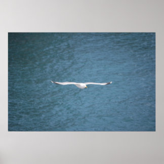 Gull Poster
