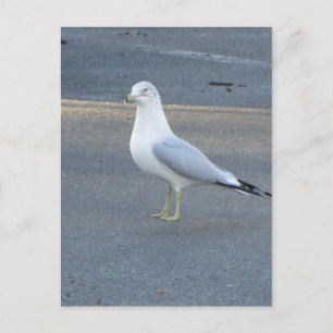 Gull Postkarte