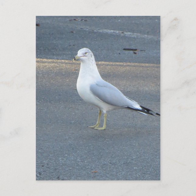 Gull Postkarte (Vorderseite)