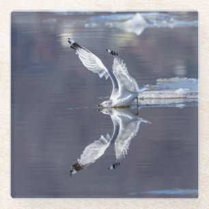 Gull-Reflektionen Glasuntersetzer