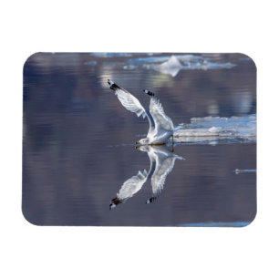 Gull-Reflektionen Magnet