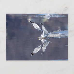 Gull-Reflektionen Postkarte