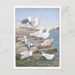 Gull Vintage Postkarte