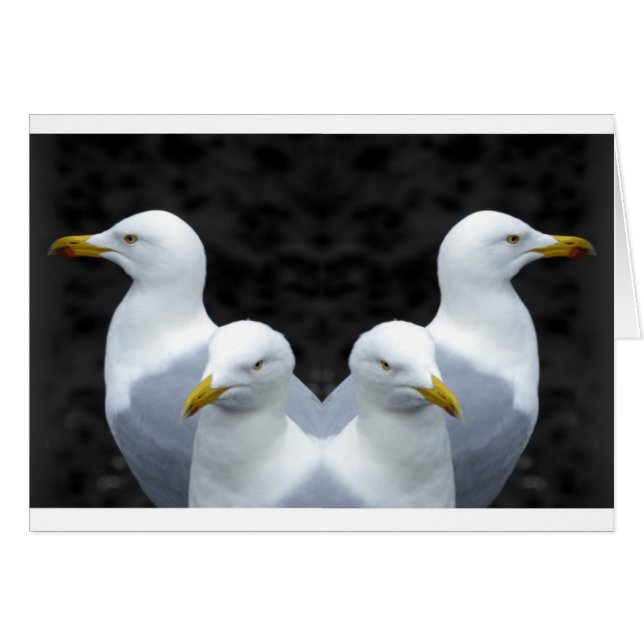 Gulls, Gulls, Gulls (Vorderseite (Horizontal))