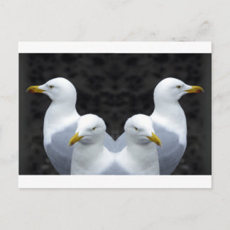 Gulls, Gulls, Gulls Postkarte
