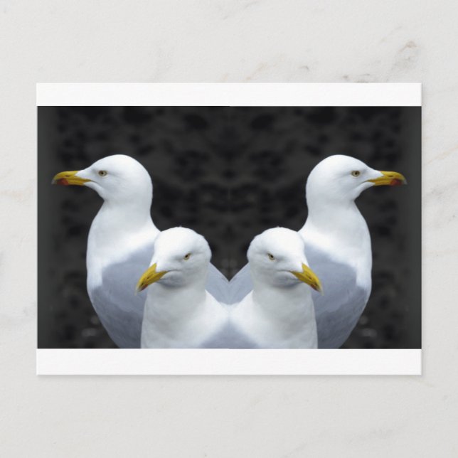Gulls, Gulls, Gulls Postkarte (Vorderseite)