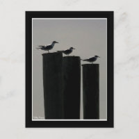 Gulls Parked