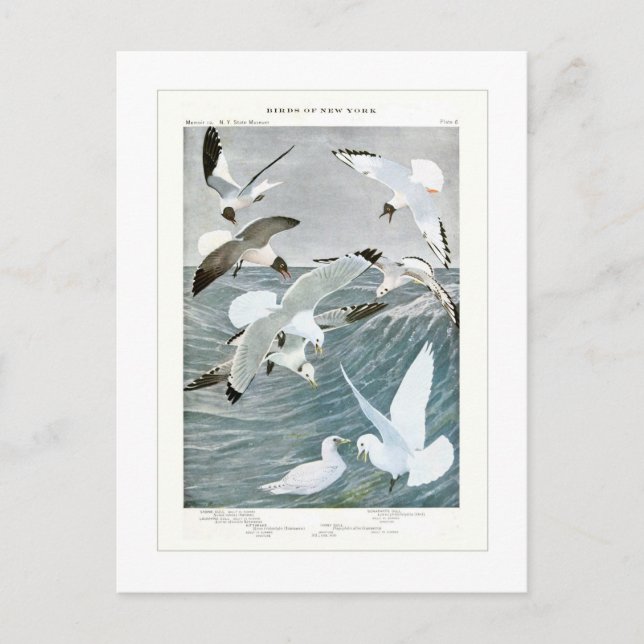 Gulls Postkarte (Vorderseite)