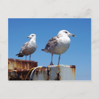 Gulls Postkarte