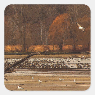 Gulls und Gänse Quadratischer Aufkleber